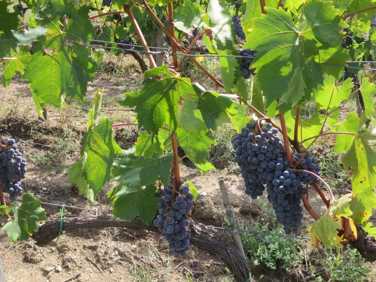 Agriturismo Il Colle Poggio Alla Croce Экстерьер фото